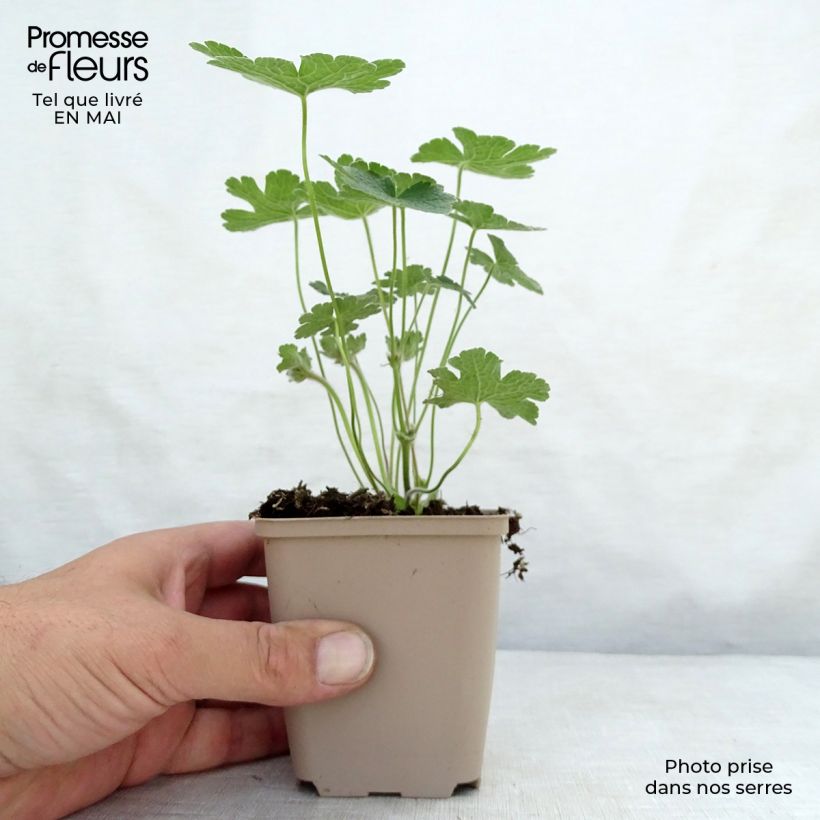 Spécimen de Géranium vivace Terre Franche Godet de 8/9 cm tel que livré au printemps