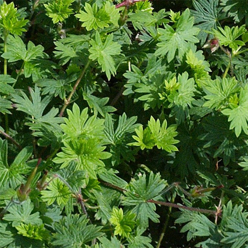 Geranium vivace Tiny Monster (Foliage)