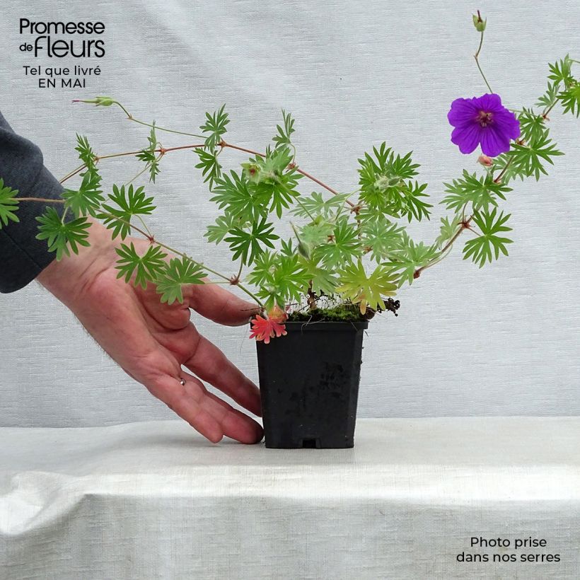 Example of Geranium vivace Tiny Monster Godet de 8/9 cm as you get in printemps