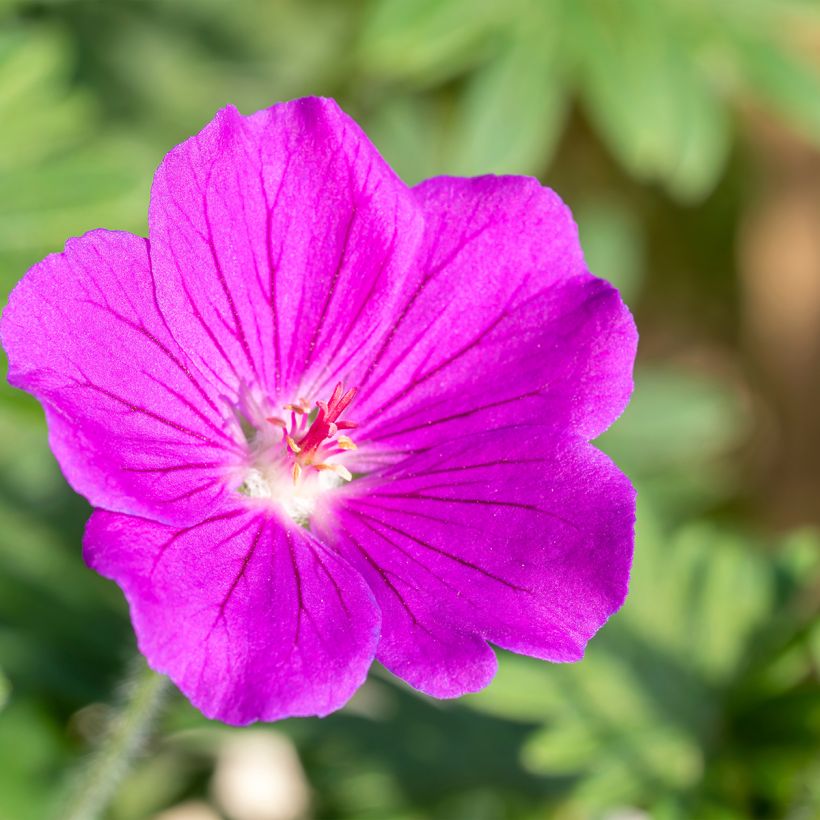 Geranium vivace Tiny Monster (Flowering)