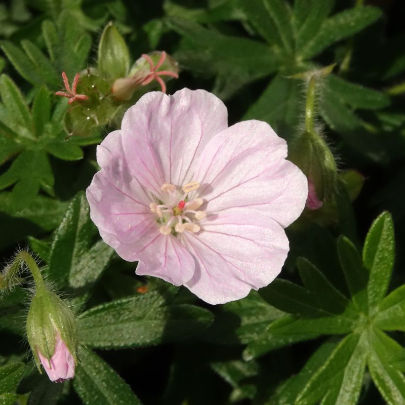 Geranium vivace sanguineum Frivolius Pink (Floraison)