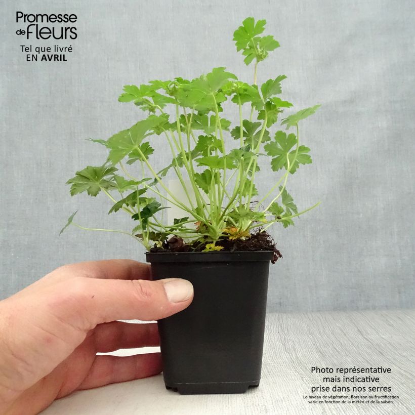 Example of Géranium vivace cantabrigiense Biokovo Godet de 8/9 cm as you get in printemps