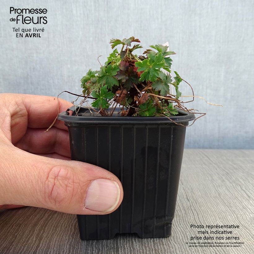 Example of Géranium vivace cantabrigiense Intense Godet de 8/9 cm as you get in printemps