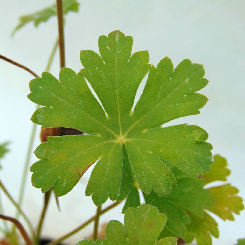 Géranium vivace cantabrigiense Karmina (Foliage)