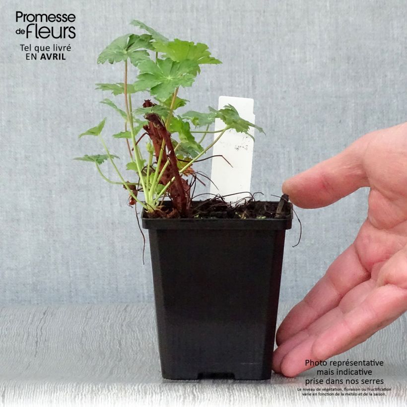 Example of Géranium vivace cantabrigiense Karmina Godet de 8/9 cm as you get in printemps