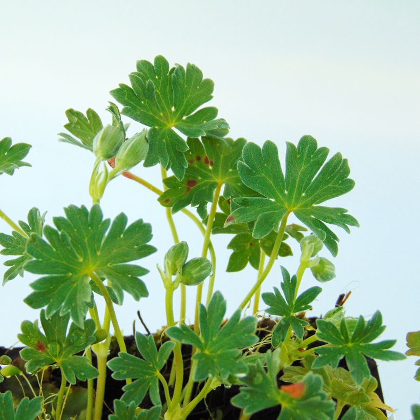 Geranium vivace cinereum Ballerina (Foliage)