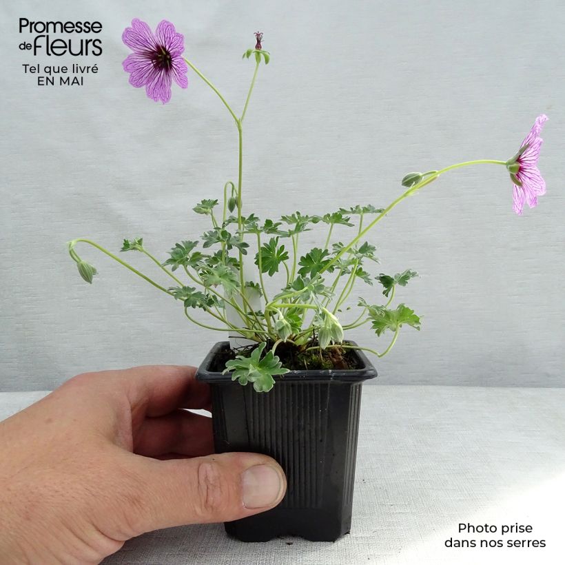Example of Geranium vivace cinereum Ballerina Godet de 8/9 cm as you get in printemps