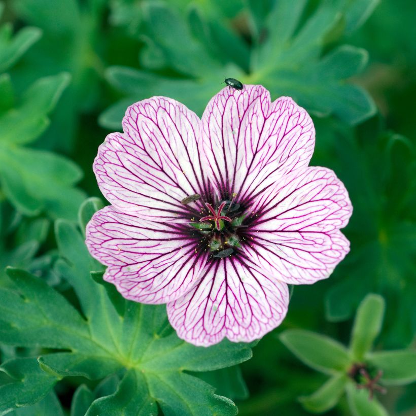 Geranium vivace cinereum Ballerina (Flowering)