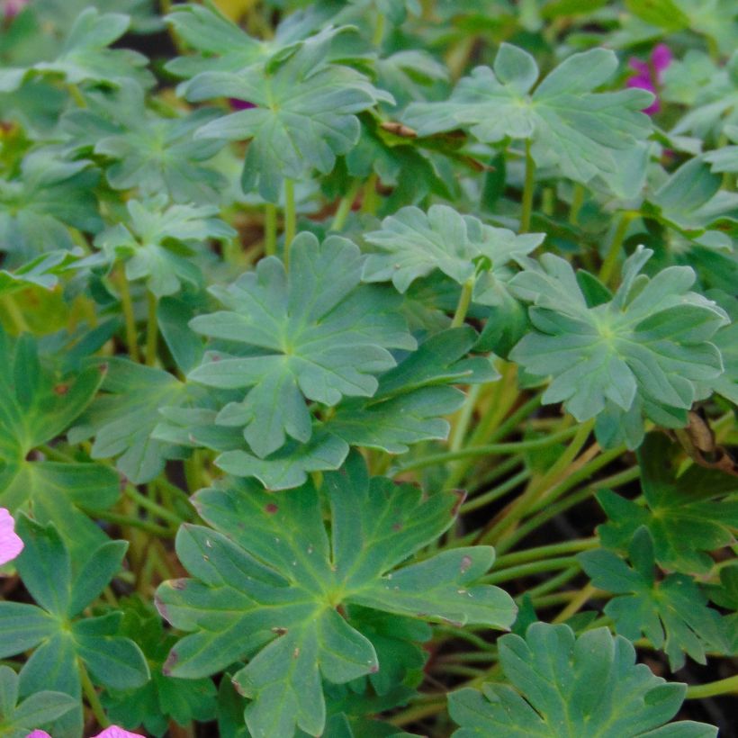 Geranium vivace cinereum Jolly Jewel Pink (Foliage)