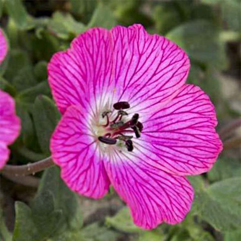 Geranium vivace cinereum Jolly Jewel Pink (Flowering)
