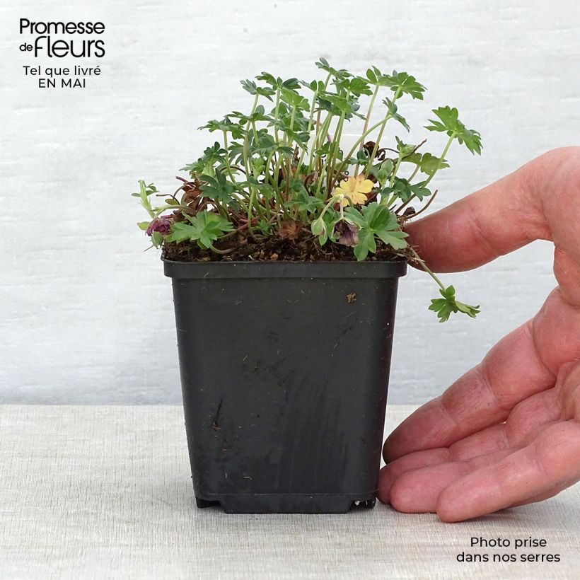 Example of Géranium vivace cinereum Jolly Jewel Night Godet de 8/9 cm as you get in printemps