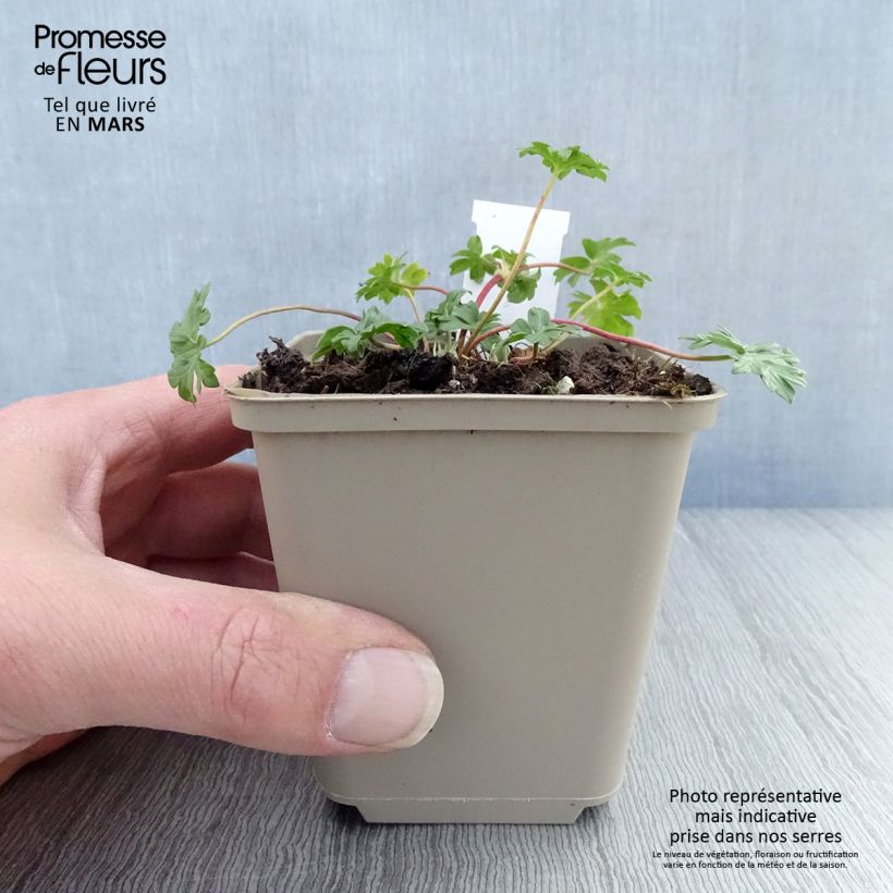 Example of Geranium vivace cinereum Jolly Jewel Pink Godet de 8/9 cm as you get in printemps