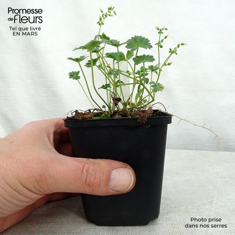 Example of Géranium vivace cinereum Jolly Jewel Red Improved  Godet de 8/9 cm as you get in printemps