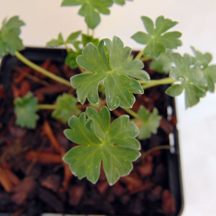 Geranium vivace cinereum Jolly Jewel Salmon (Foliage)