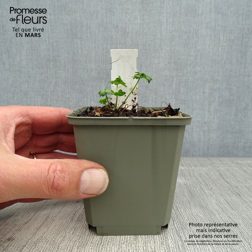 Example of Geranium vivace cinereum Jolly Jewel Salmon Godet de 8/9 cm as you get in printemps