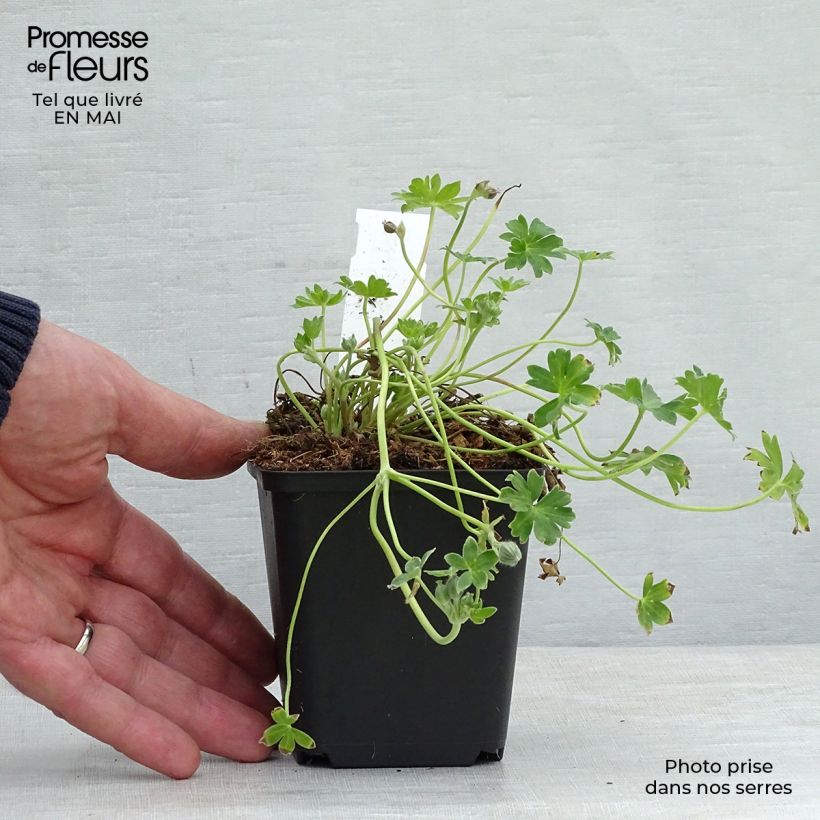 Example of Geranium vivace cinereum Jolly Jewel Violet Godet de 8/9 cm as you get in printemps