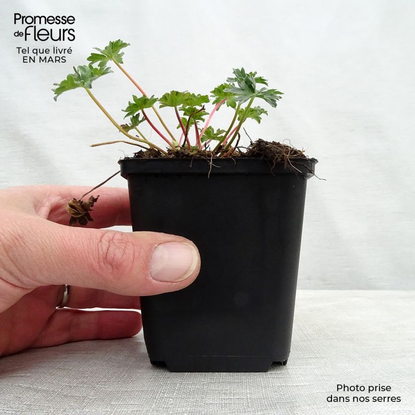 Spécimen de Géranium vivace cinereum Laurence Flatman Godet de 8/9 cm tel que livré au printemps