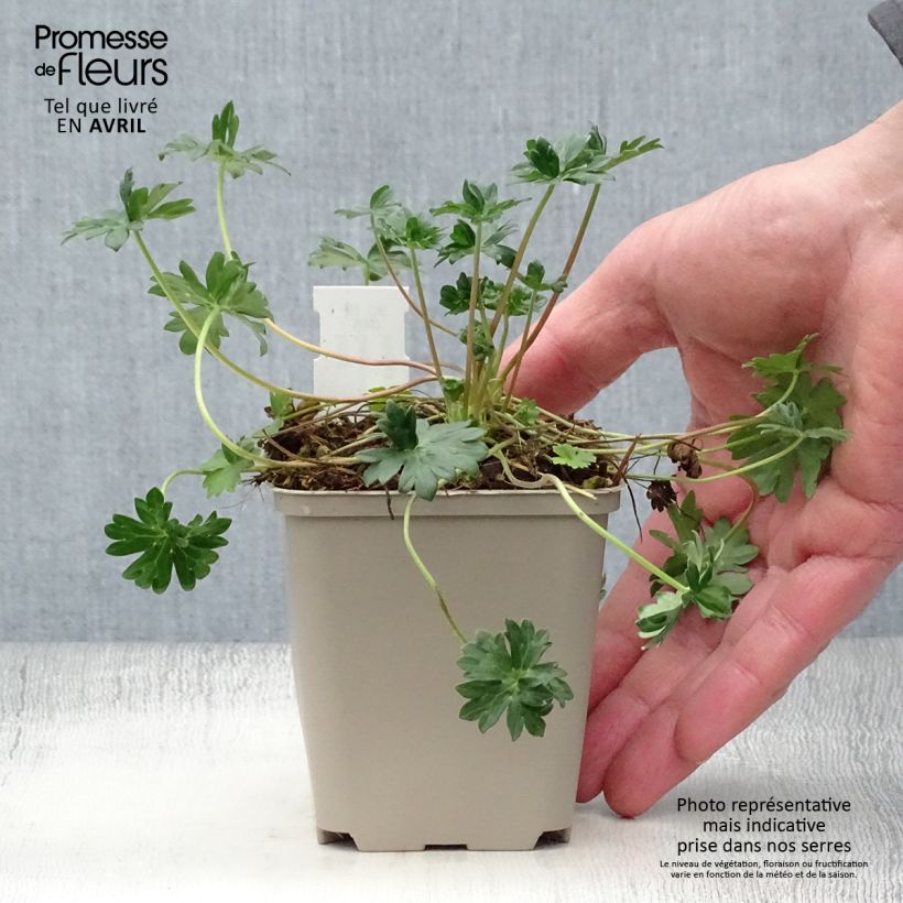 Example of Géranium vivace cinereum v. subcaulescens  Godet de 8/9 cm as you get in printemps