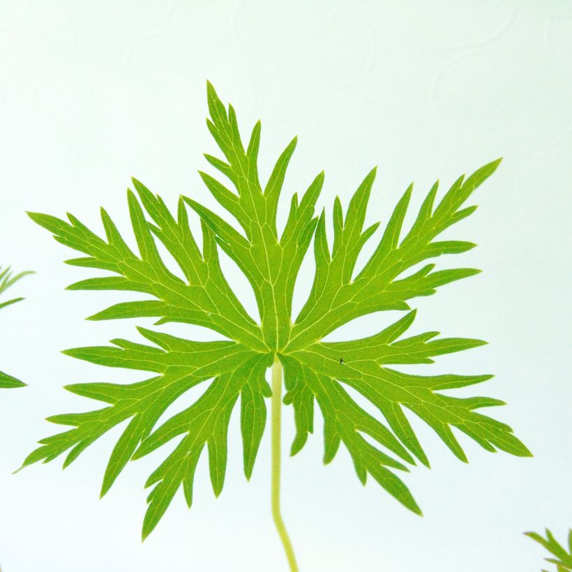 Géranium vivace clarkei Kashmir Blue (Foliage)