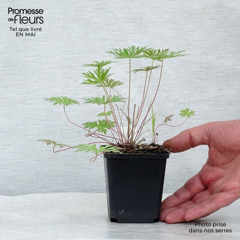 Example of Géranium vivace clarkei Kashmir Blue Godet de 8/9 cm as you get in printemps