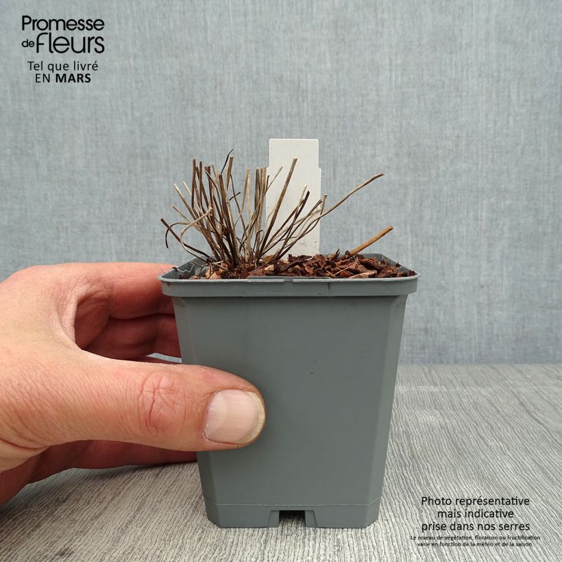 Spécimen de Géranium vivace clarkei Kashmir White Godet de 8/9 cm tel que livré au printemps