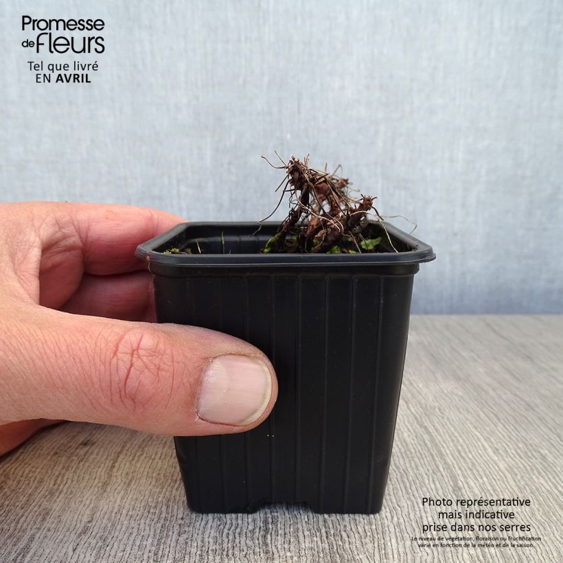 Example of Géranium vivace dalmaticum Bressingham Pink Godet de 8/9 cm as you get in printemps