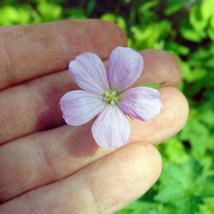 Géranium vivace endressii (Flowering)