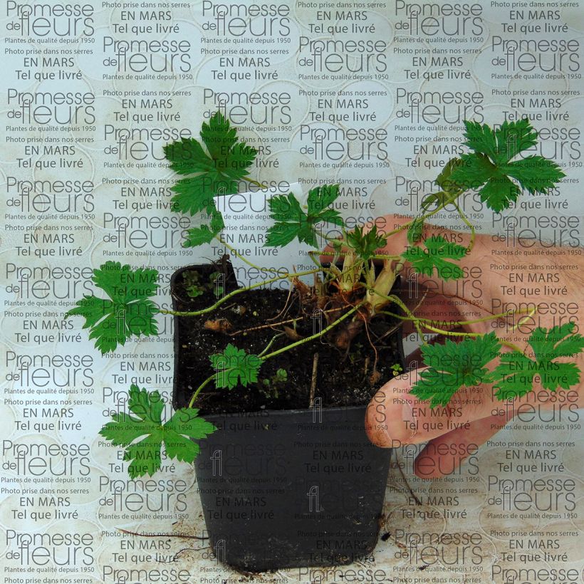 Exemple de spécimen de Géranium vivace endressii Beholder's Eye Godet de 8/9 cm tel que livré