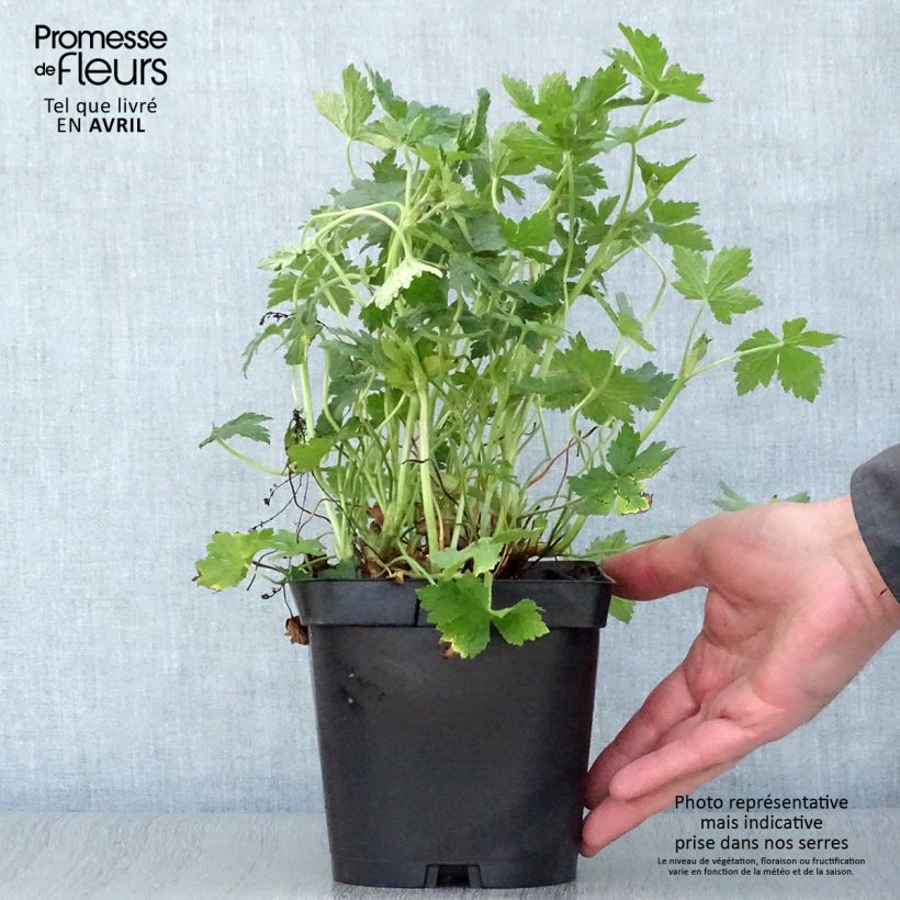 Example of Géranium vivace endressii Pot de 2L/3L as you get in printemps