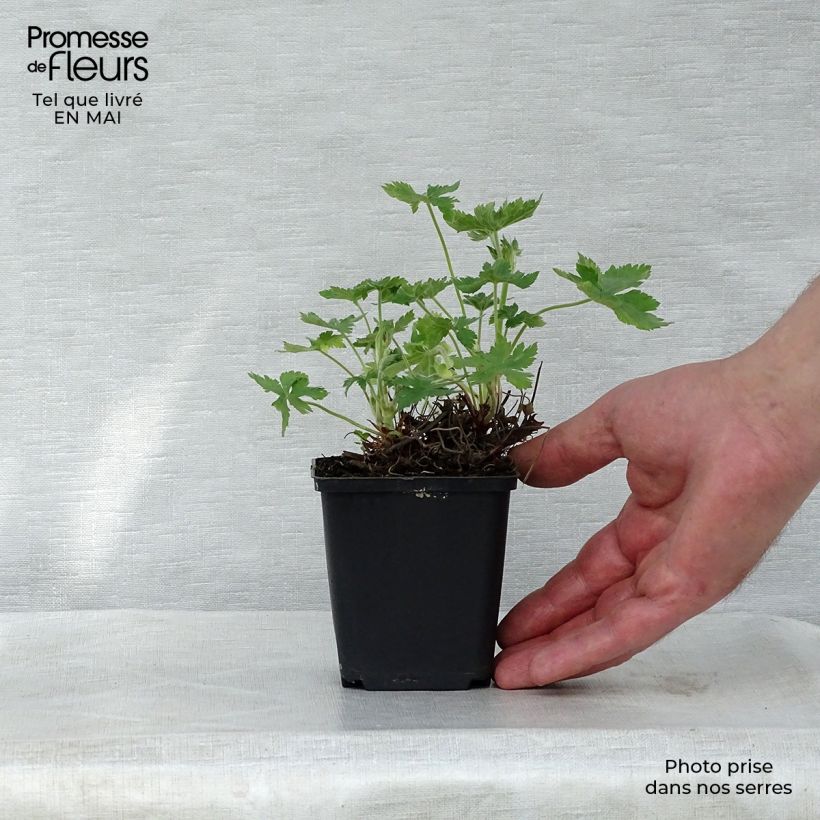 Example of Géranium vivace endressii Wargrave Pink Godet de 8/9 cm as you get in printemps