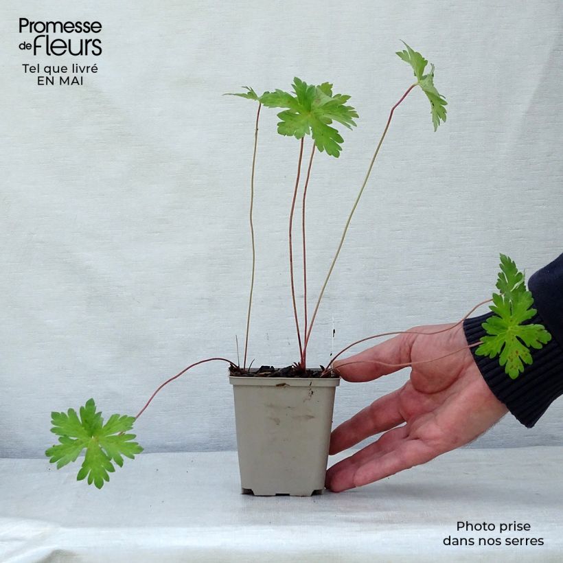 Spécimen de Géranium vivace himalayense Derrick Cook Godet de 8/9 cm tel que livré au printemps
