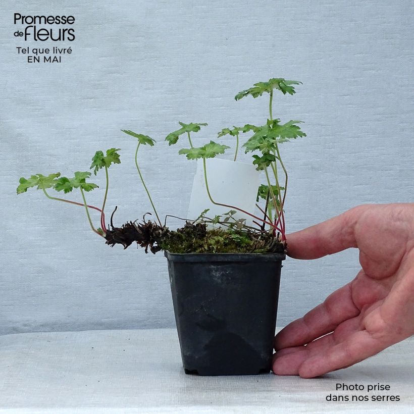 Example of Géranium vivace ibericum Godet de 8/9 cm as you get in printemps