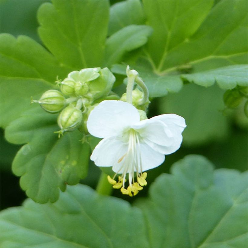 Geranium vivace macrorrhizum White Ness (Foliage)