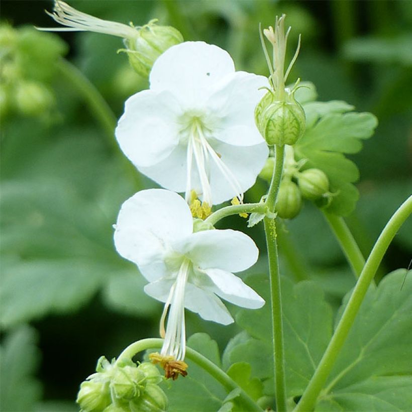 Geranium vivace macrorrhizum White Ness (Flowering)