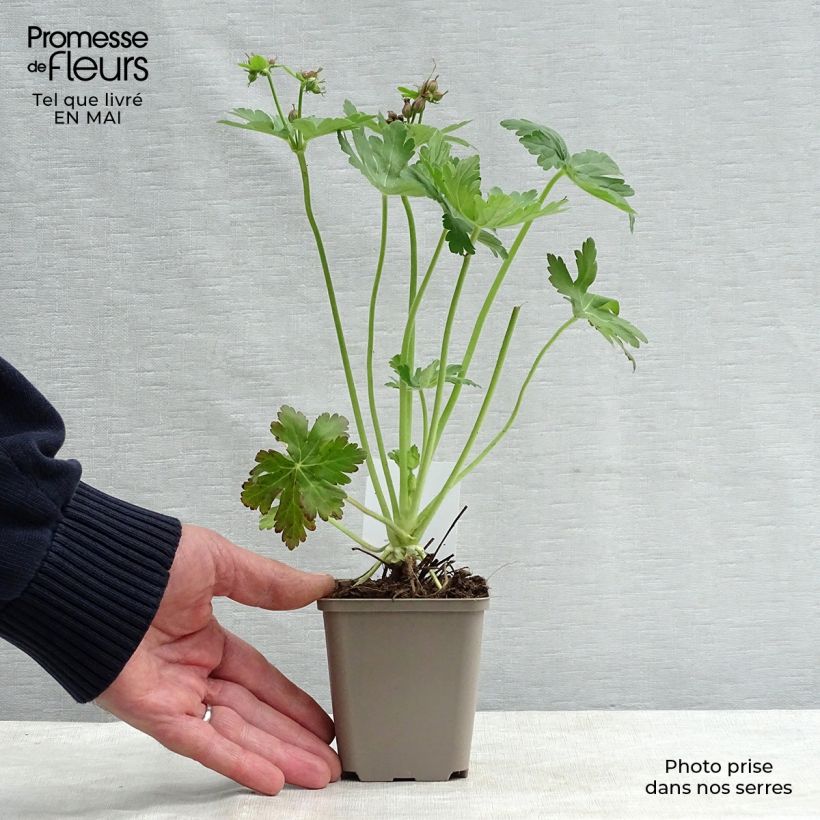 Example of Géranium vivace macrorrhizum Godet de 8/9 cm as you get in printemps
