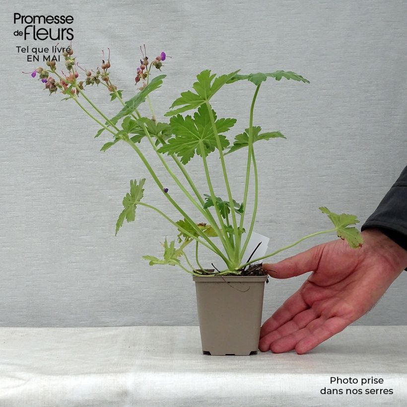 Example of Géranium vivace macrorrhizum Bevan s Variety Godet de 8/9 cm as you get in printemps