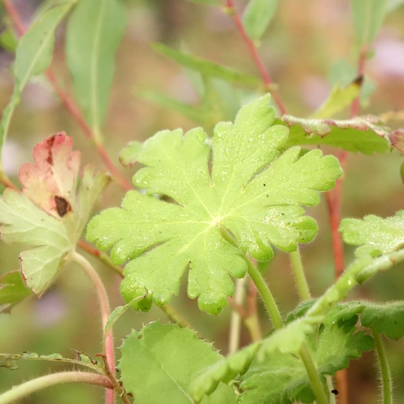 Géranium vivace macrorrhizum Ingwersen's Variety (Foliage)