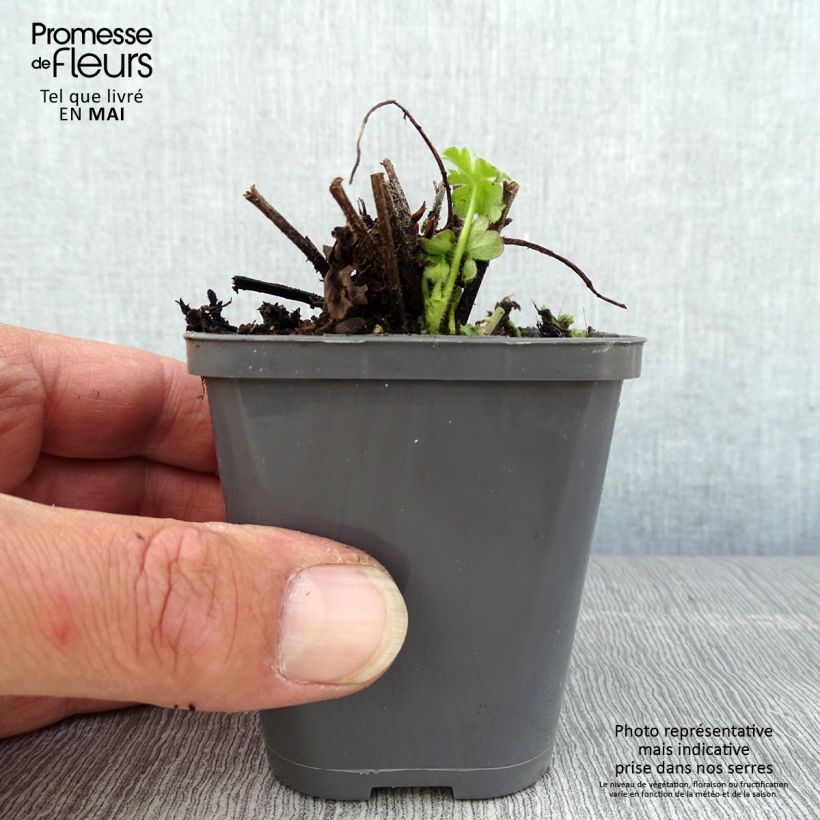 Example of Géranium vivace macrorrhizum Ingwersen's Variety Godet de 8/9 cm as you get in printemps