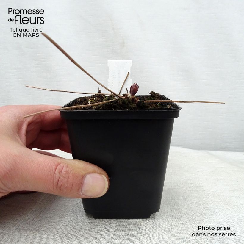 Example of Géranium vivace maculatum Espresso Godet de 8/9 cm as you get in printemps