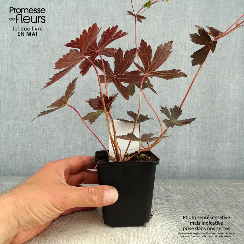 Example of Geranium vivace maculatum Stormy Night Godet de 8/9 cm as you get in printemps