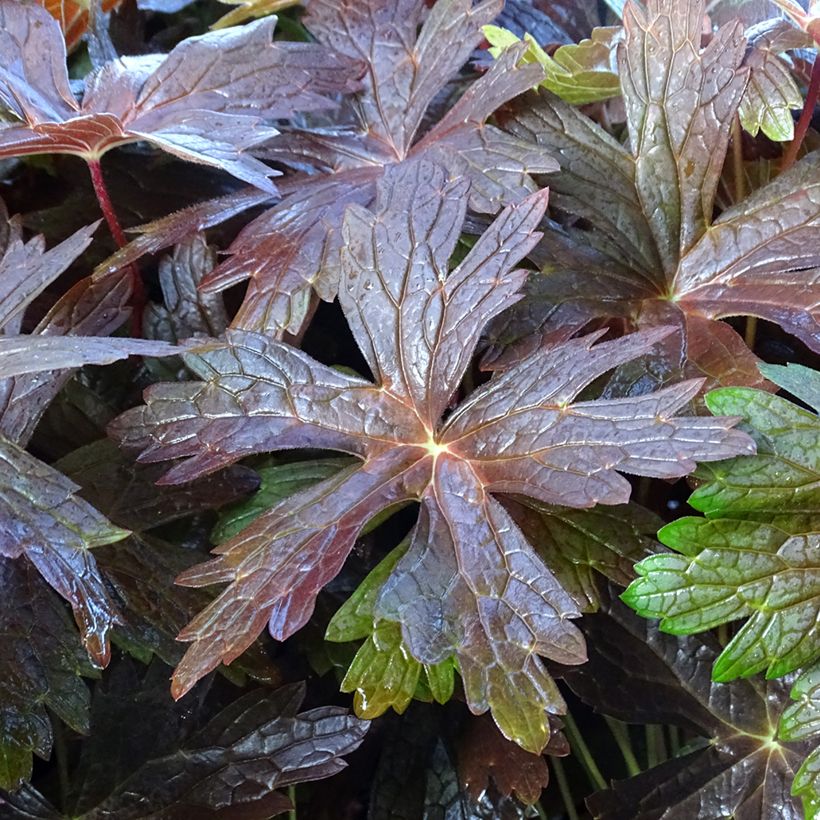 Geranium vivace maculatum Stormy Night (Foliage)