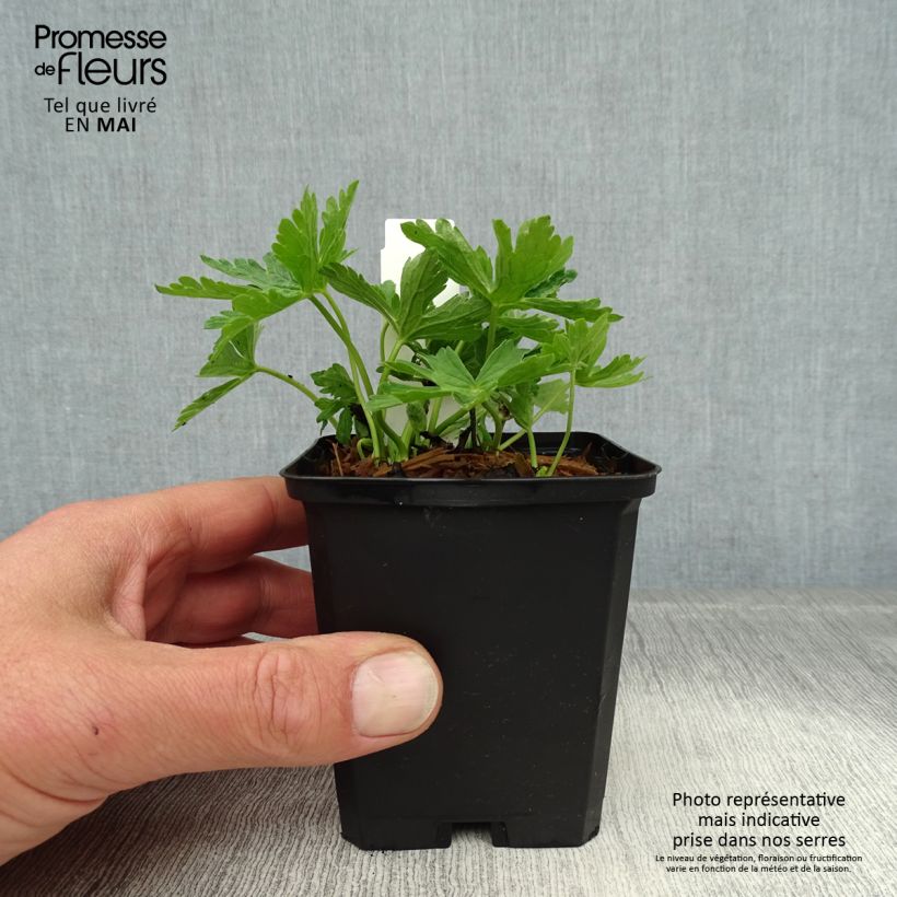 Example of Géranium vivace maculatum var. album Godet de 8/9 cm as you get in printemps