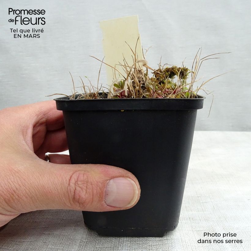 Spécimen de Geranium vivace maculé Vickie Lynn Godet de 8/9 cm tel que livré au printemps