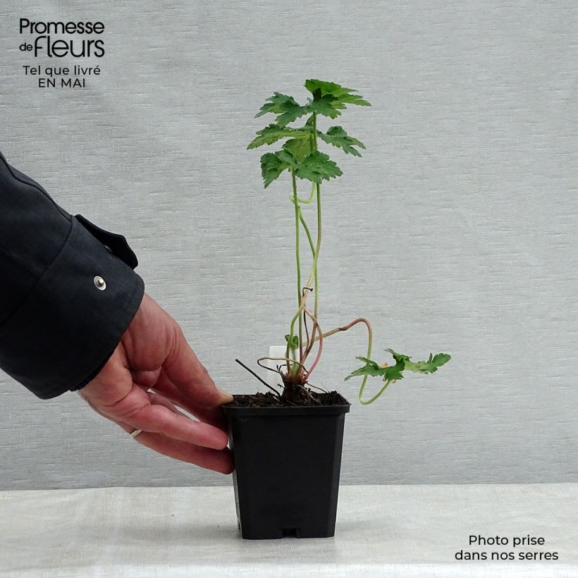 Example of Géranium vivace magnificum Godet de 8/9 cm as you get in printemps