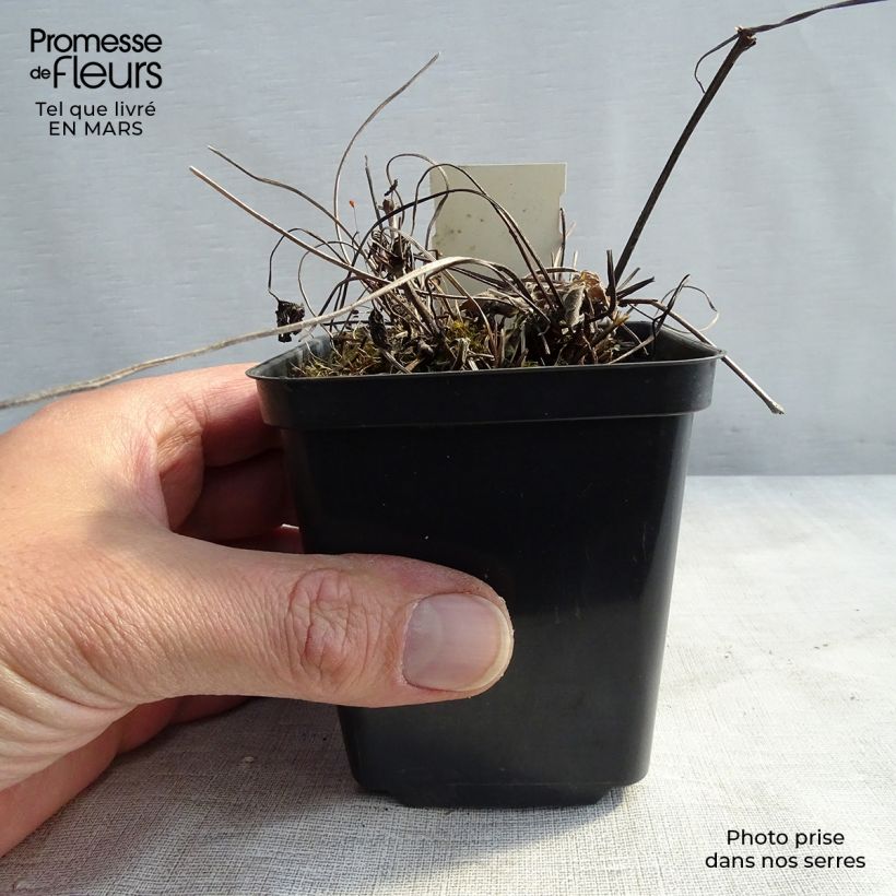 Spécimen de Géranium vivace magnificum Blue Blood Godet de 8/9 cm tel que livré au printemps