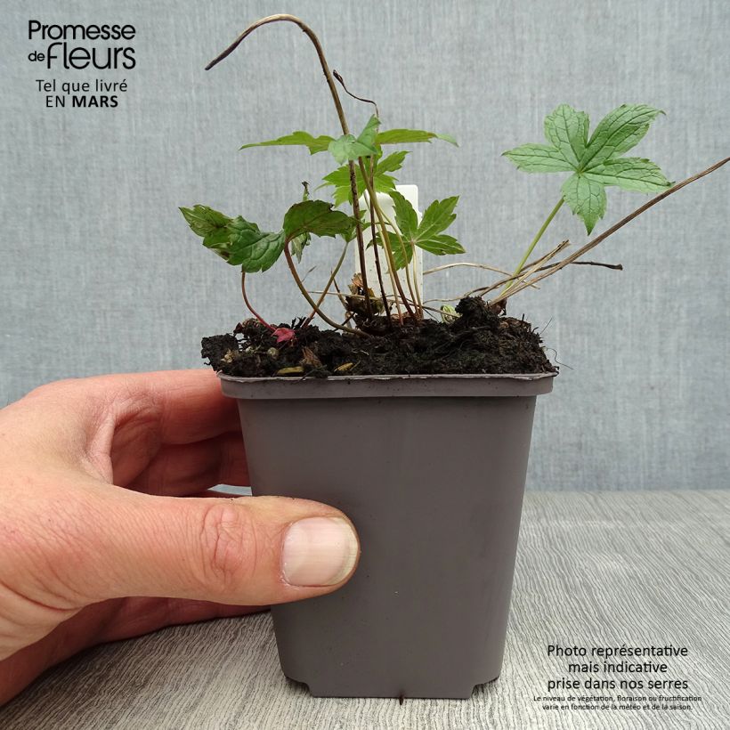 Example of Géranium vivace nodosum Clos du Coudray Godet de 8/9 cm as you get in printemps