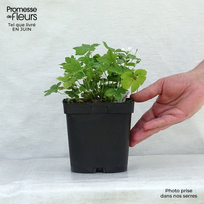 Example of Géranium vivace nodosum Silverwood Pot de 2L/3L as you get in ete