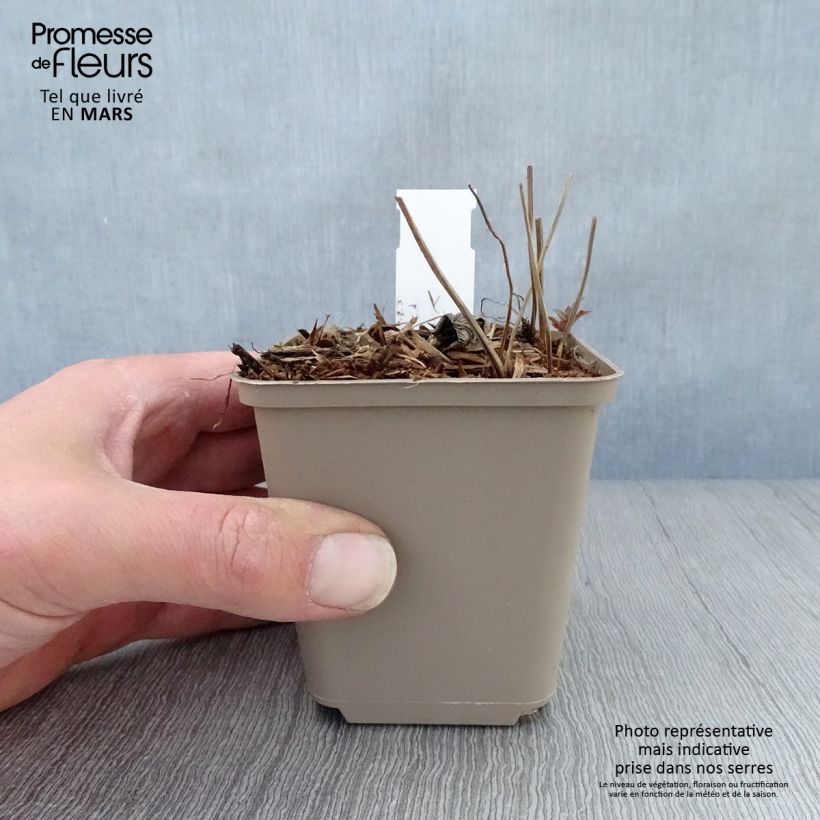 Example of Geranium vivace nodosum Simon - Géranium noueux Godet de 8/9 cm as you get in printemps