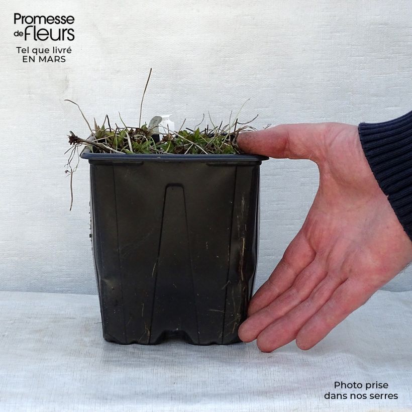 Example of Géranium vivace nodosum  Pot de 2L/3L as you get in printemps