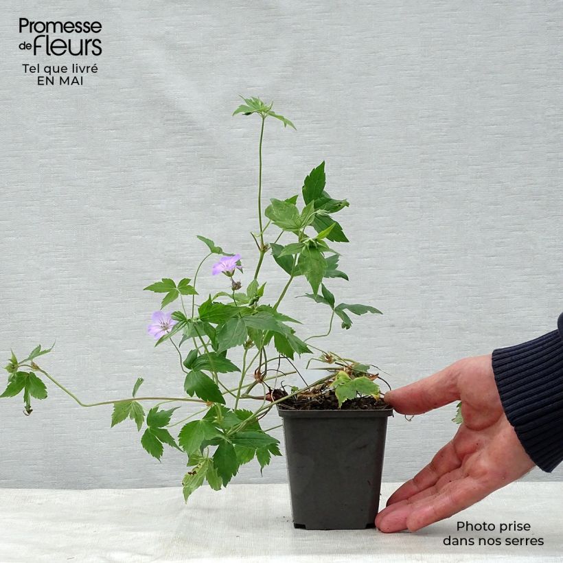 Example of Géranium vivace nodosum  Godet de 8/9 cm as you get in printemps